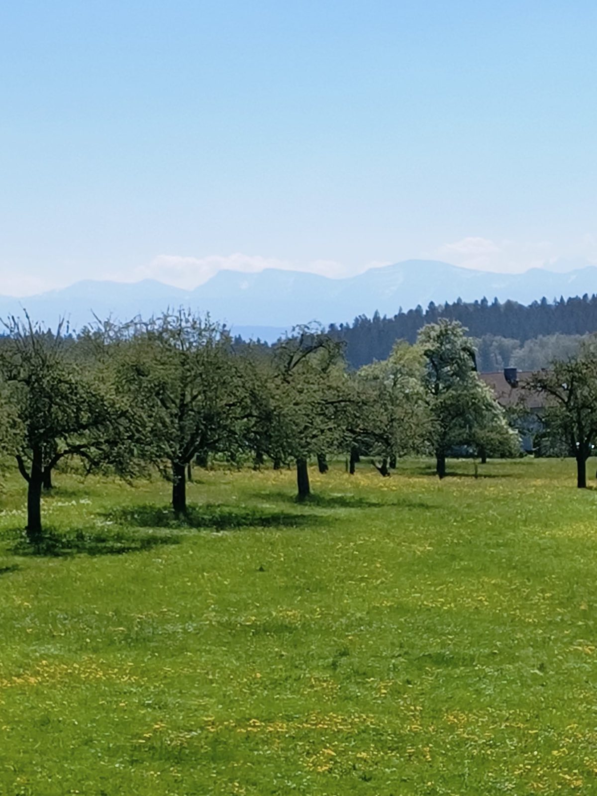Blick von der Umgebung Waldburgs über Streuobstwiesen auf die Alpen am Horizont